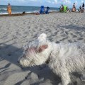 The Ultimate Guide to Bringing Your Pet to Vacation Rentals in Hollywood, FL